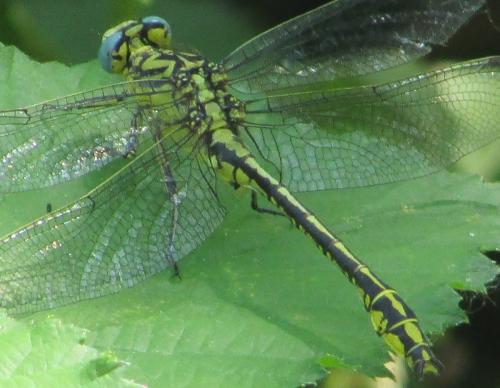Réf. 193 685 : Gomphus simillimus